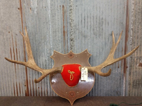 39" Moose Antlers On Plaque