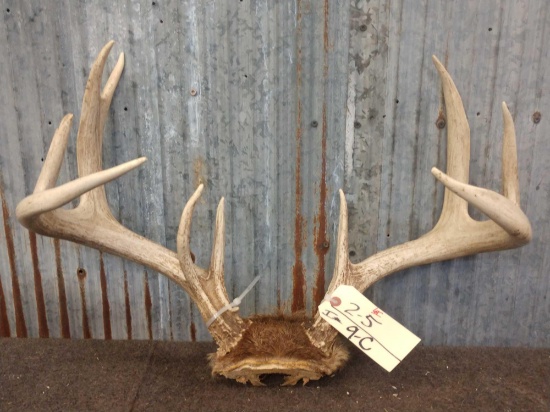 163" Wild Kansas Whitetail Antlers On Skull Plate