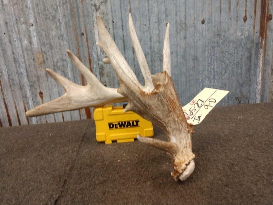 91" Main Frame 6 Point Whitetail Shed Antler