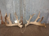 Main Frame 4x4 Whitetail Shed Antlers