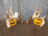 Main Frame 6x6 Whitetail Shed Antlers