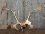 Caribou Antlers On Skull Plate