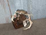 3 Small Whitetail Antlers On Plaques