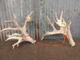 Clustered Whitetail Shed Antlers