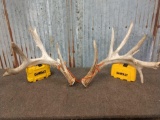 Main Frame 4 x 4 Whitetail Shed Antlers