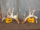 Main Frame 4 x 5 Whitetail Shed Antlers