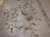 29 Pounds Of Whitetail Antlers Cut Below The Burr