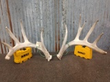 5x5 Whitetail Shed Antlers