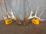 Main Frame 5 x 5 Whitetail Shed Antlers