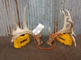 Cool Mini Monster Whitetail Shed Antlers