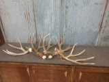 5 Nice Mule Deer Shed Antlers