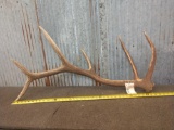 Nice 6 Point Elk Shed Antler