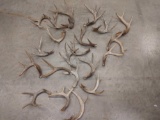 22.6 Pounds Of Whitetail Shed & Cut Antlers