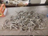 25.4 Pounds Of Whitetail Shed & Cut Antler