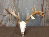 Big Main Frame 5 x 5 Whitetail Antlers On Skull