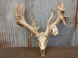 Big Heavy Palmated Whitetail Antlers On Skull