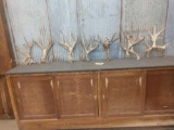 7 Sets Of Mule Deer Antlers Cut Below The Burr