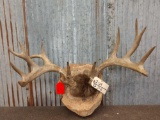 Main Frame 5x5 Whitetail Antlers On Skull Plate