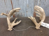 Mid 200 Class Whitetail Shed Antlers