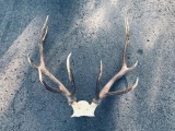 5x5 Elk Antlers On Skull Plate