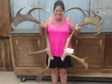 Big Set Of Alaskan Caribou Antlers Cut Below The Burr