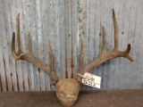 Vintage 5x5 Whitetail Antlers On Skull Plate