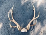 Nice Set Of 5x5 Elk Antlers On Skull Plate