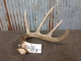 70 Class Wild Whitetail Shed Antler