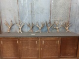 7 Sets Of Mule Deer Antlers Cut Below The Burr