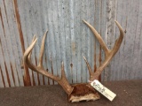 Big Wild 3x4 Whitetail Antlers On Skull Plate