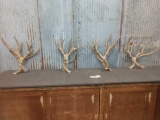 4 Big Sets Of Mule Deer Antlers Cut Below The Burr