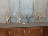 4 Big Sets Of Mule Deer Antlers Cut Below The Burr