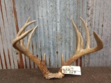 Nice 150 class 5x5 Whitetail Antlers On Skull Plate