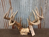2 Whitetail Antlers On Skull Plate