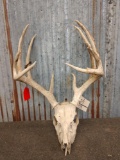 Main Frame 5 x 5 Whitetail Antlers On Skull