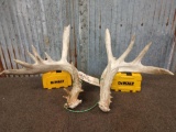 Heavy Mass Whitetail Shed Antlers