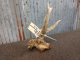 Cool Freak Cluster Whitetail Shed Antler