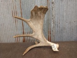 Self Standing Single Moose Shed Antler