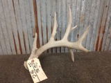 Single Whitetail Shed Antler With Droptine