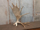 Awesome Self Standing Moose Shed Antler