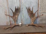 Pair Of Vintage Moose Antler Cut Offs