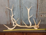 3 Elk Shed Antlers