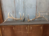 6x6 Elk Shed Antlers Previously Mounted