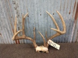 4x4 Wild Whitetail Antlers With Extra Unicorn Point