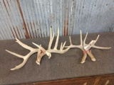 2 Sets Of Whitetail Shed Antlers