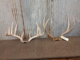 6x5 White & 2x2 Mule Deer Antlers On Skull Plate