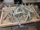 24.6 Pounds Of Whitetail Shed Antlers