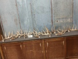 21.2 Pounds Of Whitetail Antler Cut Below The Burr