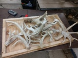 19 Pounds Of Whitetail Shed Antlers