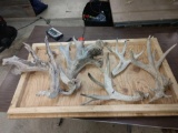 13 Pounds Of Whitetail Cut Off Antler